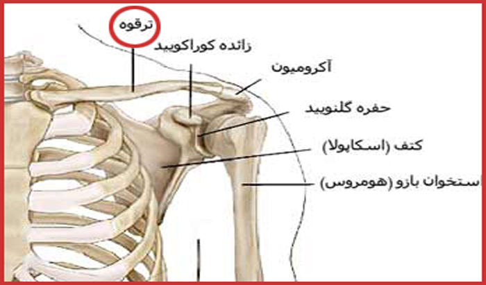 ترقوّه‌ی قاچاق‌نویس همراه با منت تقدیم می‌کند | چوب لای چرخ دنده