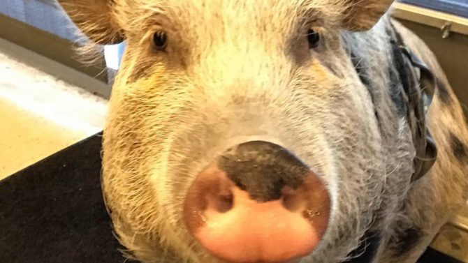 The Last of Us, The Last of Us 2