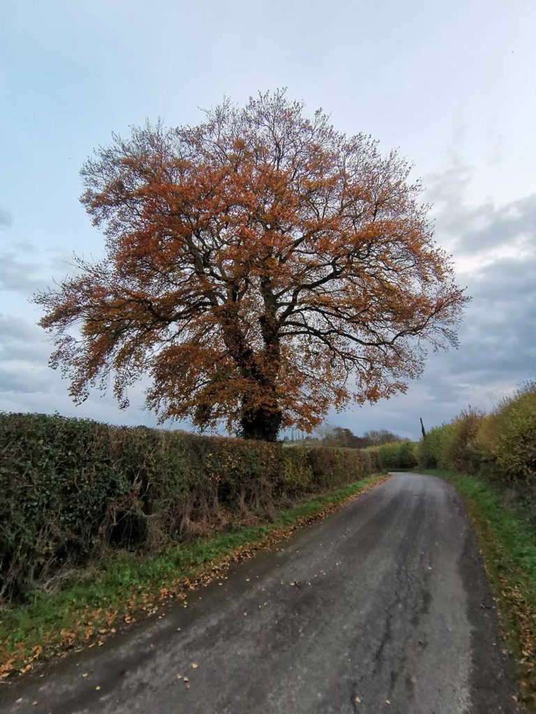 Huawei Nova 5T, شرکت هوآوی (Huawei)