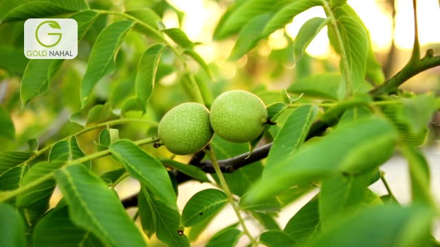 خرید نهال گردو فرانکت